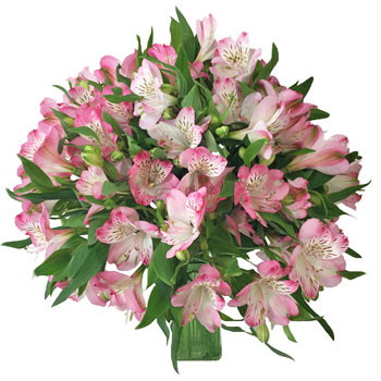 Pumori White with Pink Edges alstroemeria Wholesale Flower In a vase