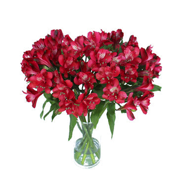 Red alstroemeria Wholesale Flower In a vase