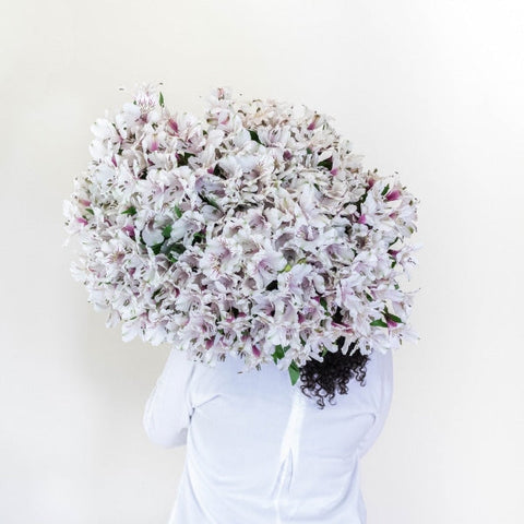 Spiral Alstroemeria White Back