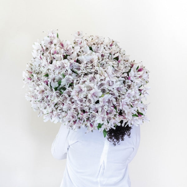Spiral Alstroemeria White Back