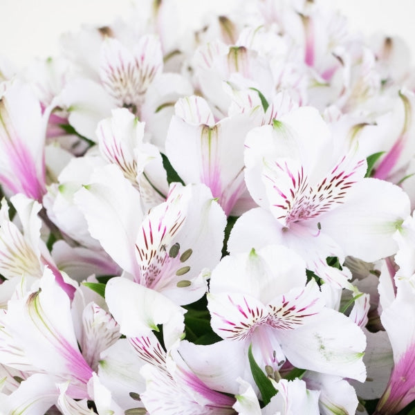 Spiral Alstroemeria White Up Close