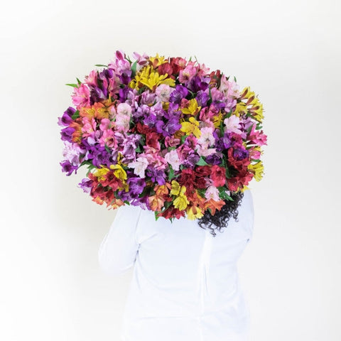 Spiral Alstroemeria Multicolor Back