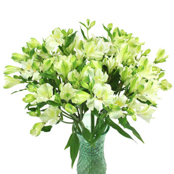 Whtie Alstrecia alstroemeria Wholesale Flower In a vase
