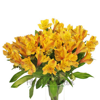 Yellow Peach alstroemeria Wholesale Flower In a vase