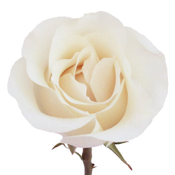 Amelia Creamy White Rose