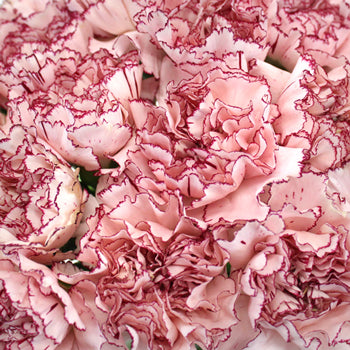Amica White and Purple Wholesale Carnations Up close