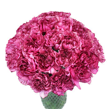 Amico Lavender Magenta Carnation Flowers In a vase