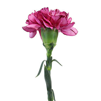 Amico Lavender Magenta Carnations side stem