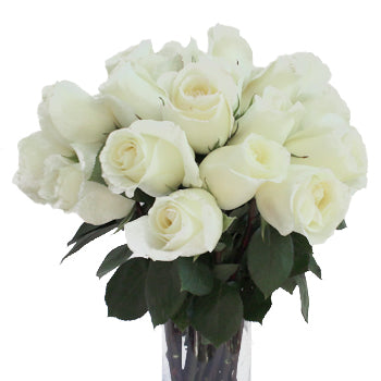 Anastasia White Rose