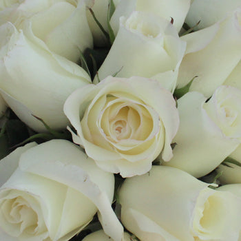 Anastasia White Rose