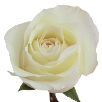 Anastasia White Rose