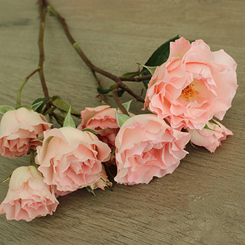Anastasia Pink Spray Rose Bunch
