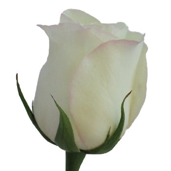 Anastasia White Rose