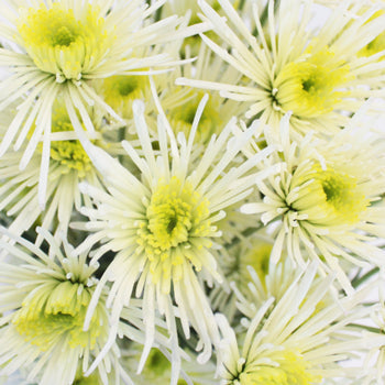 Starlight White Novelty Flower