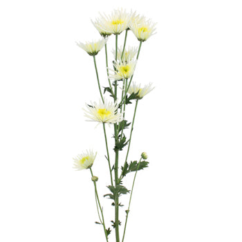 Starlight White Novelty Flower