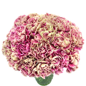 Antigua Cream and Berry Pink Carnation Flowers In a vase