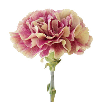Antigua Cream and Berry Pink Carnations side stem