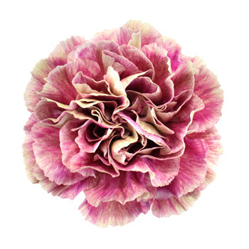 Antigua Cream and Berry Pink Carnation Flower Flatlay
