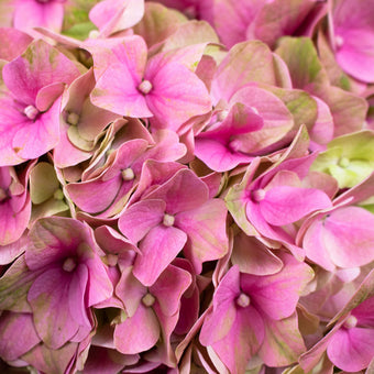 Hydrangea Flowers