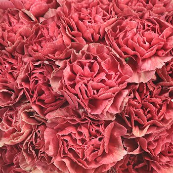 Antique Coral Carnation Flowers Up Close