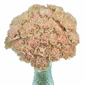 Antique Creamy Peach Carnation Flowers In a vase
