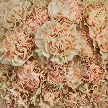 Antique Creamy Peach Wholesale Carnations Up close