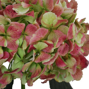 Antique Green Red Hydrangea Extra Large Flower Up Close