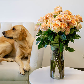 Fresh European Cut Peach Roses For Your House