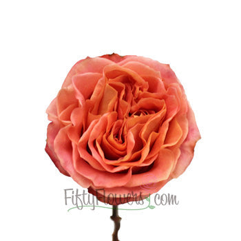 Apricot Blend Garden Rose Stem