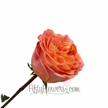 Apricot Blend Garden Rose Side Stem View