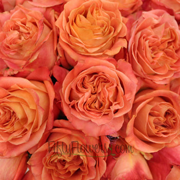 Apricot Blend Garden Roses up close