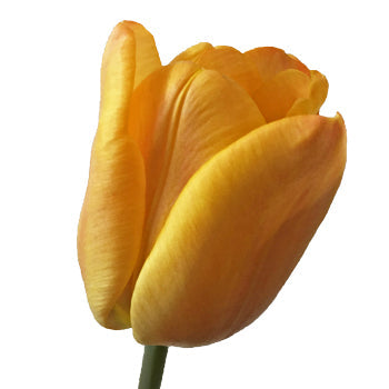 Apricot Fox Yellow Tulip Wholesale Flower Up close