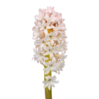 Hyacinth Blush Flower Summer to Autumn