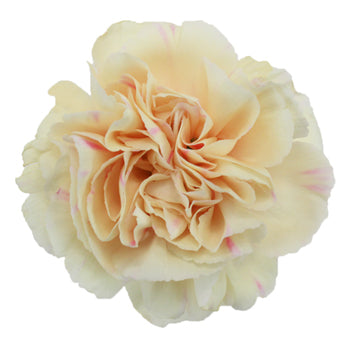 Apricot Peach Carnation Bloom