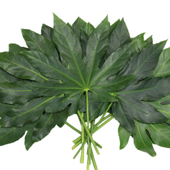 Wholesale greenery aralia cur foliage leaves sold as bulk