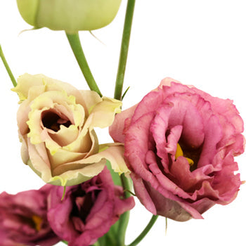 Dusty Rose Lisianthus Wholesale Flower