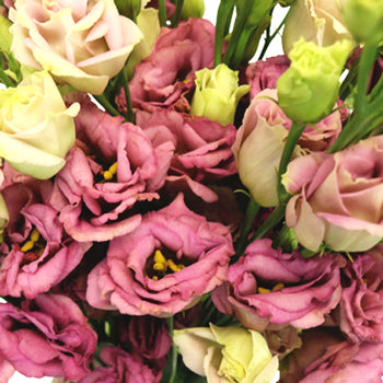 Dusty Rose Lisianthus Wholesale Flower