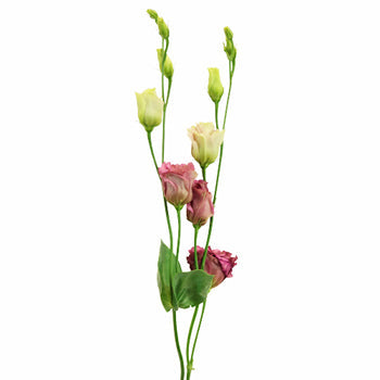 Dusty Rose Lisianthus Wholesale Flower