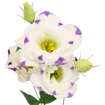 Purple Dot Lisianthus Wedding Flower