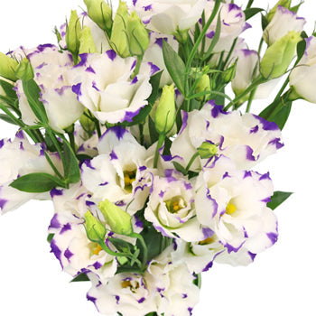 Purple Dot Lisianthus Wedding Flower