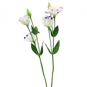 Purple Dot Lisianthus Wedding Flower