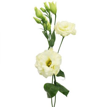 Arena Gold Yellow Lisianthus Wholesale Flower Stem