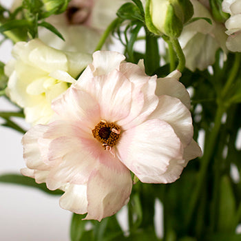 Ariadne Light Blush Ranunculus Wholesale Flower Upclose