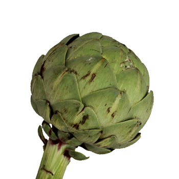 Floral Grade Wholesale Artichokes