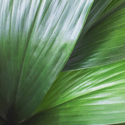 Aspidistra Leaf Greenery