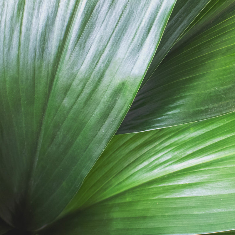 Aspidistra Leaf Greenery