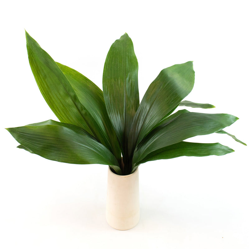 Aspidistra Leaf Greenery