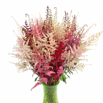 Assorted Astilbe Flower November to April