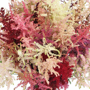 Assorted Astilbe Flower November to April