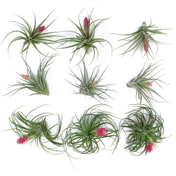 Ready To Go Wholesale Centerpieces Card